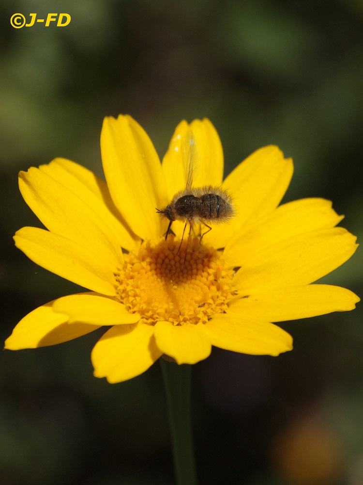 Bombyliidae id